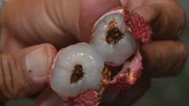 Eating Lychee Life-Threatening on an Empty Stomach